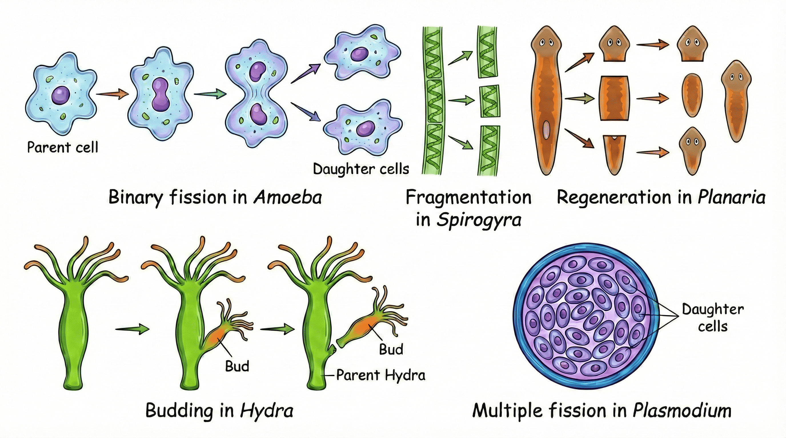 Asexual Reproduction
